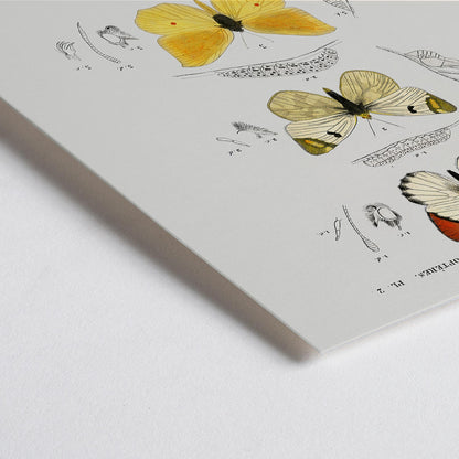 Closeup detail of Illustration and poster of butterfly species and insect life cycles by Charles Dessalines D Orbigny from Different types of butterfly