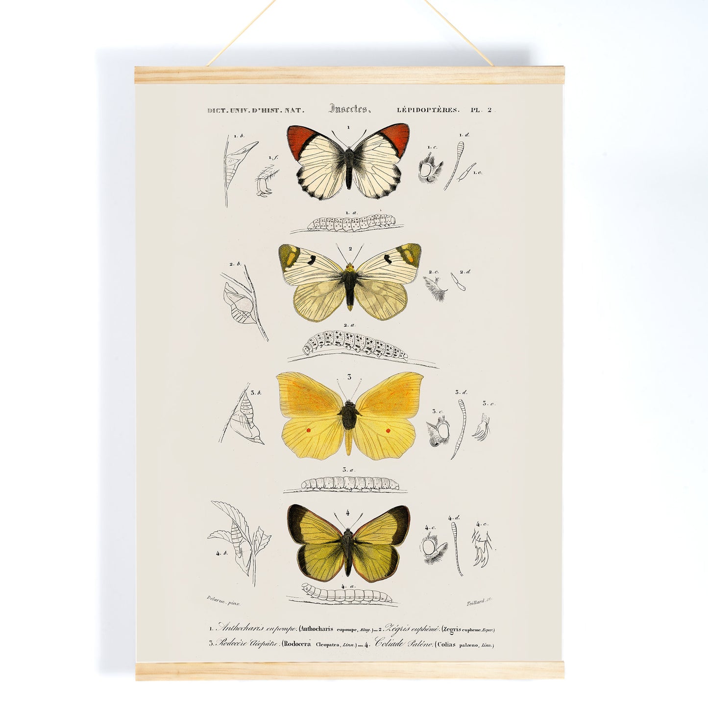 Illustration and poster of butterfly species and insect life cycles by Charles Dessalines D Orbigny from Different types of butterfly, with wooden magnetic frame on white background
