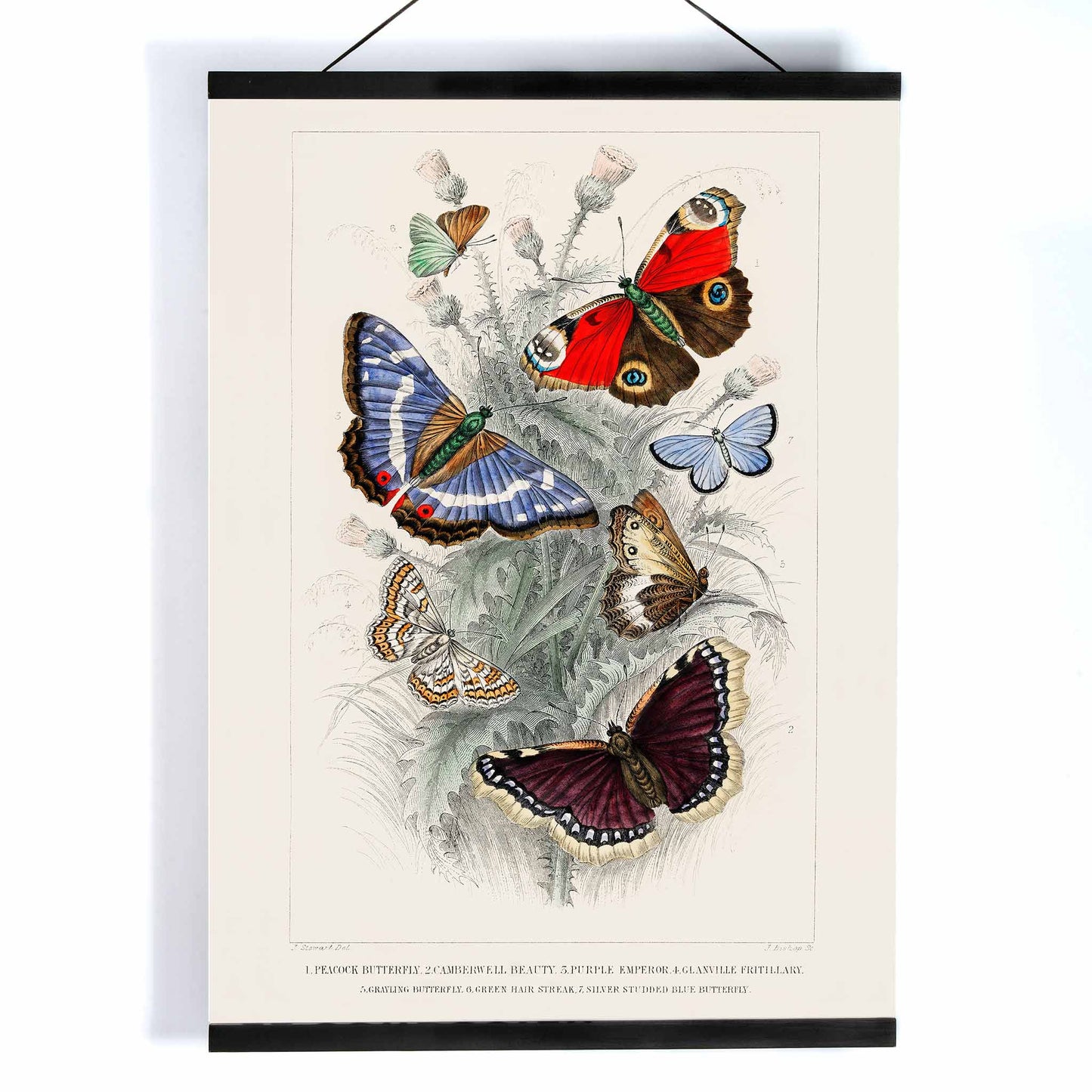 Colorful butterflies including Peacock Butterfly Purple Emperor Glanville Fritillary Green Hair Streak Silver Studded Blue and more from A History of the Earth and Animated Nature by Oliver Goldsmith poster, with wooden magnetic frame on white background