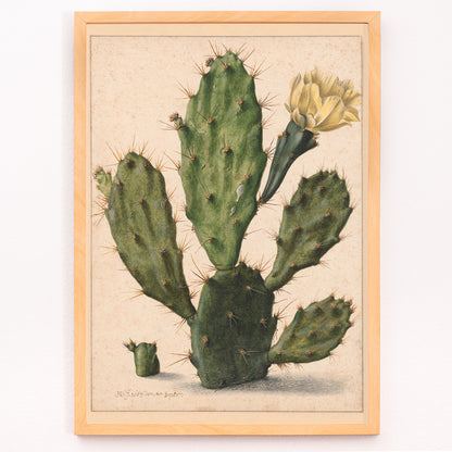 Closeup detail of Pear Cactus in Bloom by Herman Saftleven botanical illustration and poster featuring a green cactus with a yellow flower on a neutral background