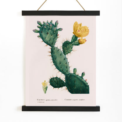 Botanical illustration and poster of green Opuntia cactus with yellow flowers artwork by Pierre-Joseph Redoute, with wooden magnetic frame on white background