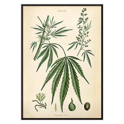 Cannabis sativa botanical illustration showing detailed plant parts leaves flowers and seeds from Cannabis Botanical Plate 2 artwork, with black aluminium frame on white background
