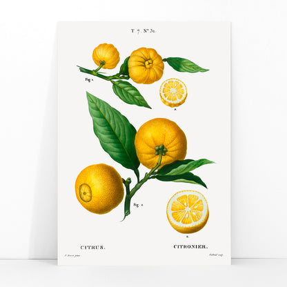 Botanical illustration of citrus fruit clusters and green leaves by Pierre-Joseph Redoute from Traite des Arbres et Arbustes, framed and displayed in modern living room decor