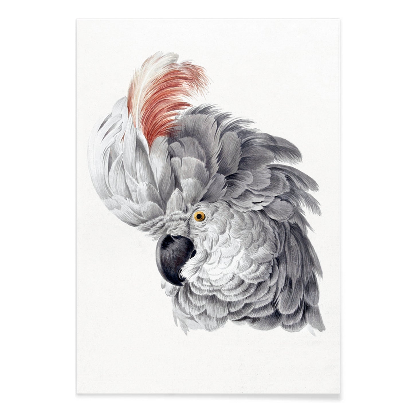 Poster with detailed illustration of a cockatoo head with vibrant plumage from Cockatoo Head artwork by Aert Schouman, with black aluminium frame on white background