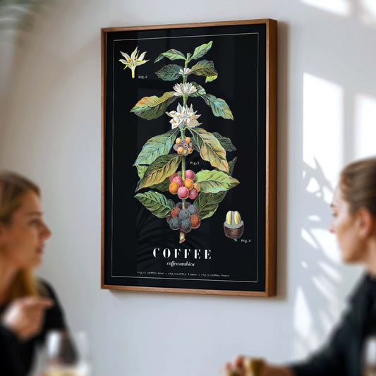 Botanical illustration poster of Coffea Arabica by Davis Sacker and Perkins showing detailed coffee plant stages, framed and displayed in home decor