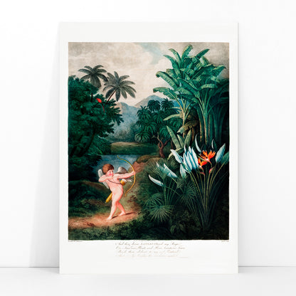 Cupid aiming a bow among lush tropical plants artwork by Robert John Thornton The Temple of Flora poster, framed and displayed in modern living room decor