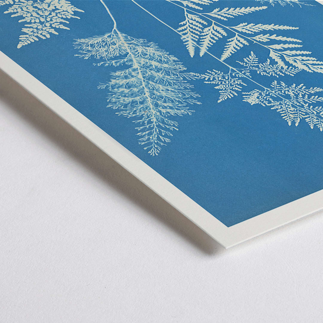 Closeup detail of Botanical cyanotype art print titled Ceylon by Anna Atkins featuring delicate white fern leaves on a blue background