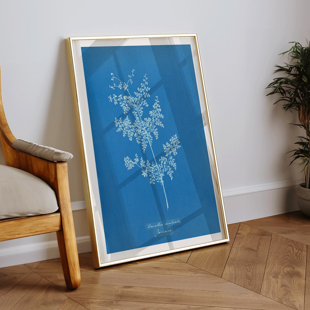 Davallia aeuleata cyanotype artwork by Anna Atkins featuring a delicate botanical fern print on a blue background poster, framed and displayed in home decor
