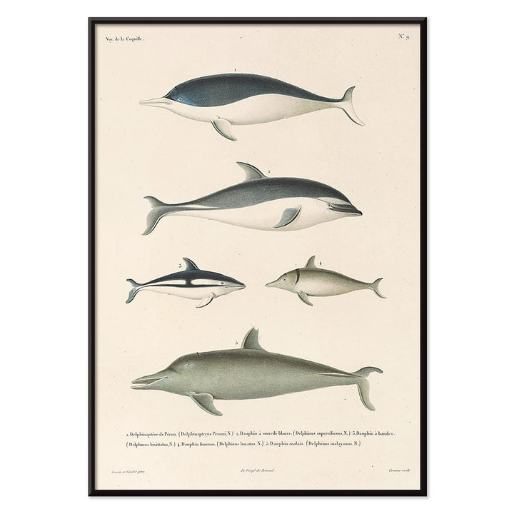 Voyage autour du monde Pl.112 Dolphins illustration and poster by Louis-Isidore Duperrey showing different dolphin species, with black aluminium frame on white background