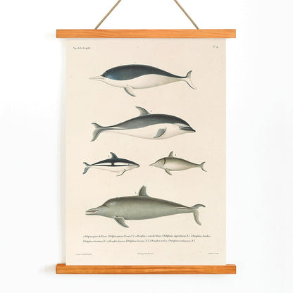 Voyage autour du monde Pl.112 Dolphins illustration and poster by Louis-Isidore Duperrey showing different dolphin species, with wooden magnetic frame on white background