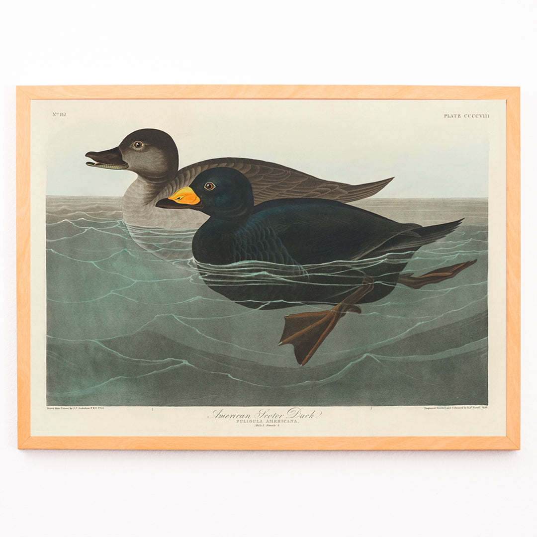 Closeup detail of American Scoter ducks swimming in water artwork by John James Audubon Birds of America poster