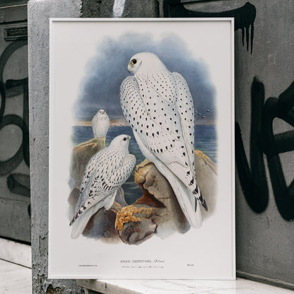 Greenland Falcon artwork by John Gould showing three white falcons perched on rocky cliffs by the sea with a cloudy sky, framed and displayed in modern living room decor
