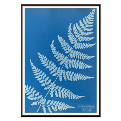 Cyanotype poster of Lastrea dilatato fern artwork by Anna Atkins featuring a blue background, with black aluminium frame on white background