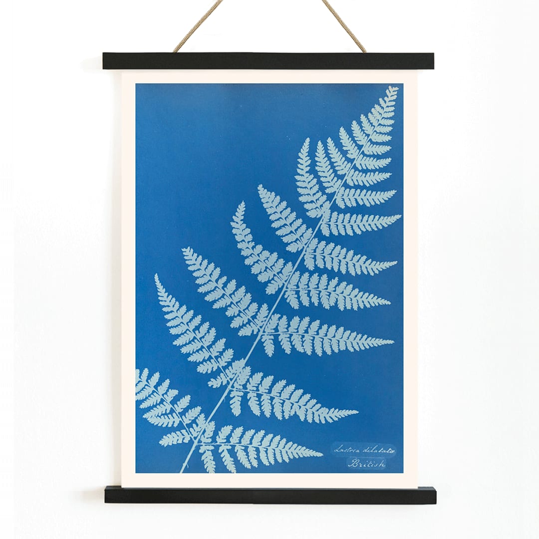 Cyanotype poster of Lastrea dilatato fern artwork by Anna Atkins featuring a blue background, with wooden magnetic frame on white background