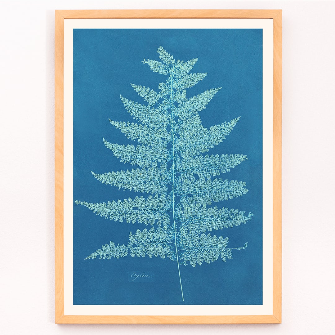 Fern Cianotipia botanical cyanotype artwork by Anna Atkins showing a detailed fern against a blue background poster, framed and displayed in modern living room decor
