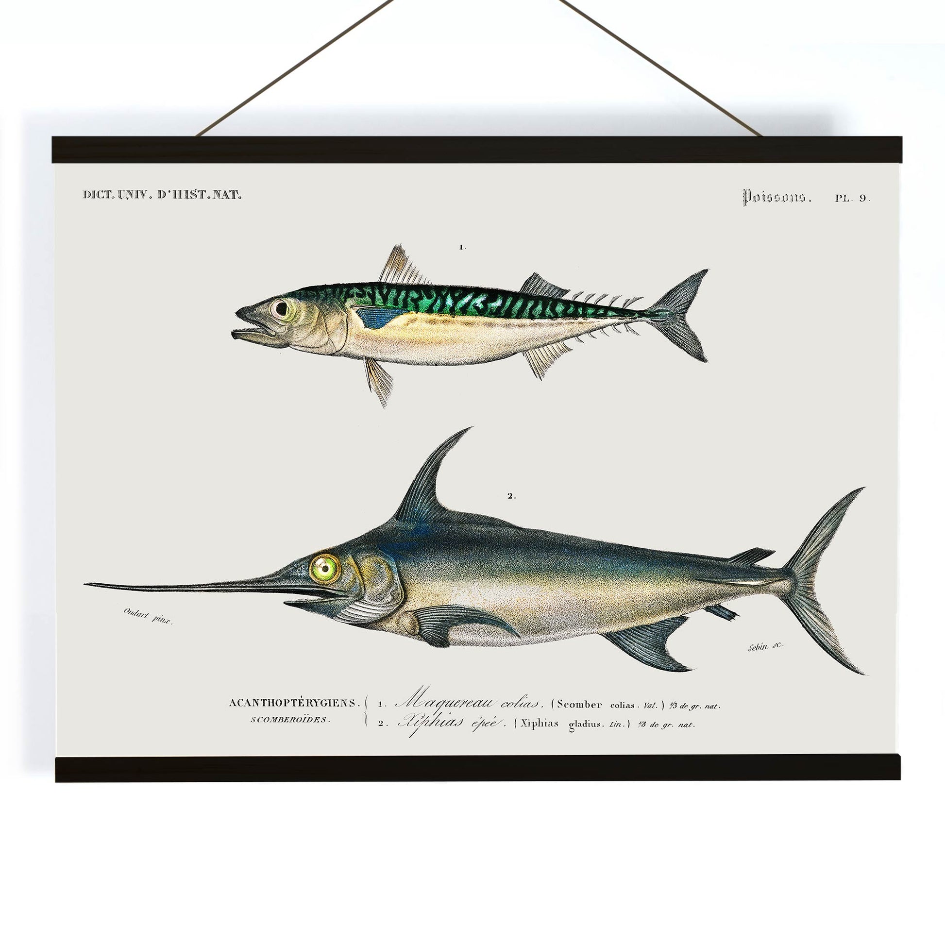 Illustration and poster of various fish species with scientific names from Different types of fishes by Charles Dessalines D Orbigny, with wooden magnetic frame on white background