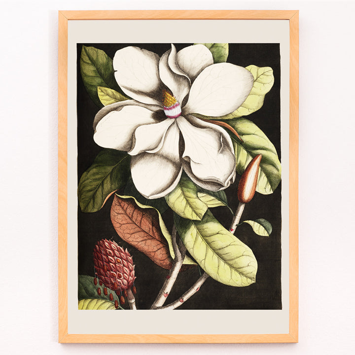 Closeup detail of Botanical illustration and poster of Laurel Tree Magnolia altissima with white flower and green leaves by Mark Catesby for wall decor