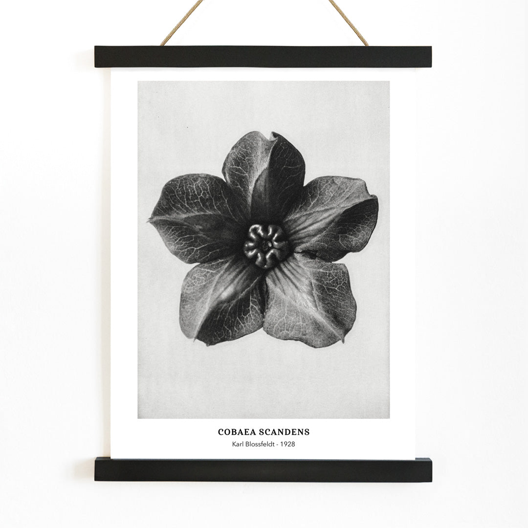 Black and white close up photograph and poster of Cobea scandens Mexican Ivy flower calyx by Karl Blossfeldt Urformen der Kunst, with wooden magnetic frame on white background