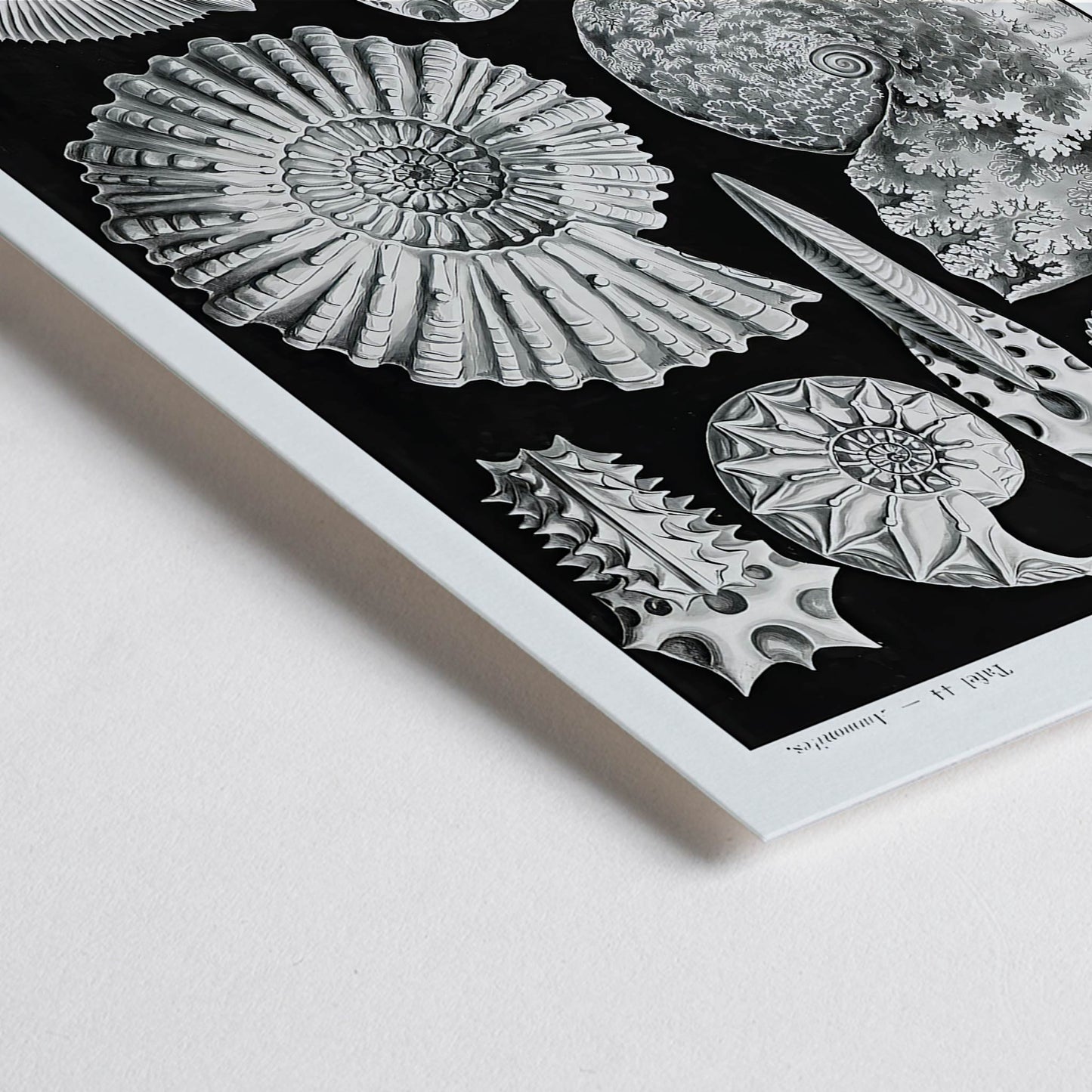 Closeup detail of Detailed ammonite fossil illustrations by Ernst Haeckel from Kunstformen der Natur and Ammonitida Ammonshoerner poster for wall decor