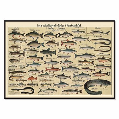 Dr. W. Raschke freshwater fish chart poster with detailed scientific freshwater species in vintage beige, grey, blue and brown tones, with black aluminium frame on white background