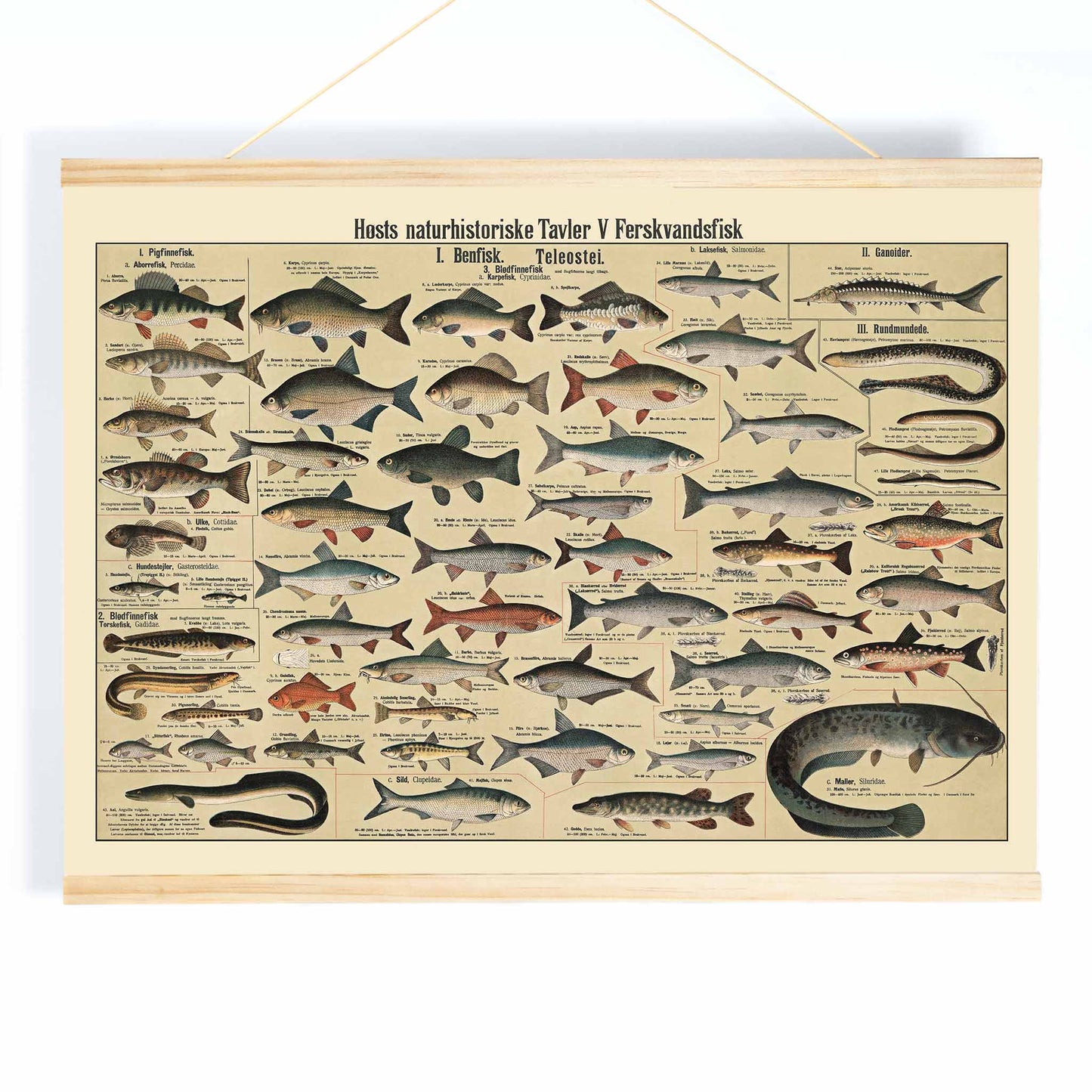 Dr. W. Raschke freshwater fish chart poster with detailed scientific freshwater species in vintage beige, grey, blue and brown tones, with wooden magnetic frame on white background