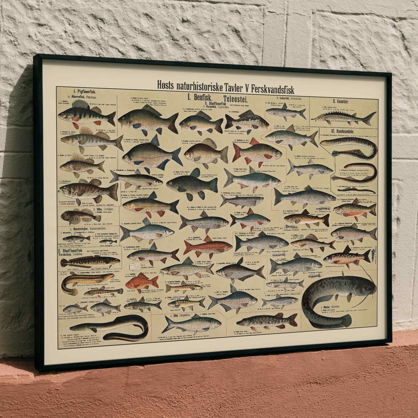 Dr. W. Raschke freshwater fish chart poster with detailed scientific freshwater species in vintage beige, grey, blue and brown tones, framed and displayed in modern living room decor