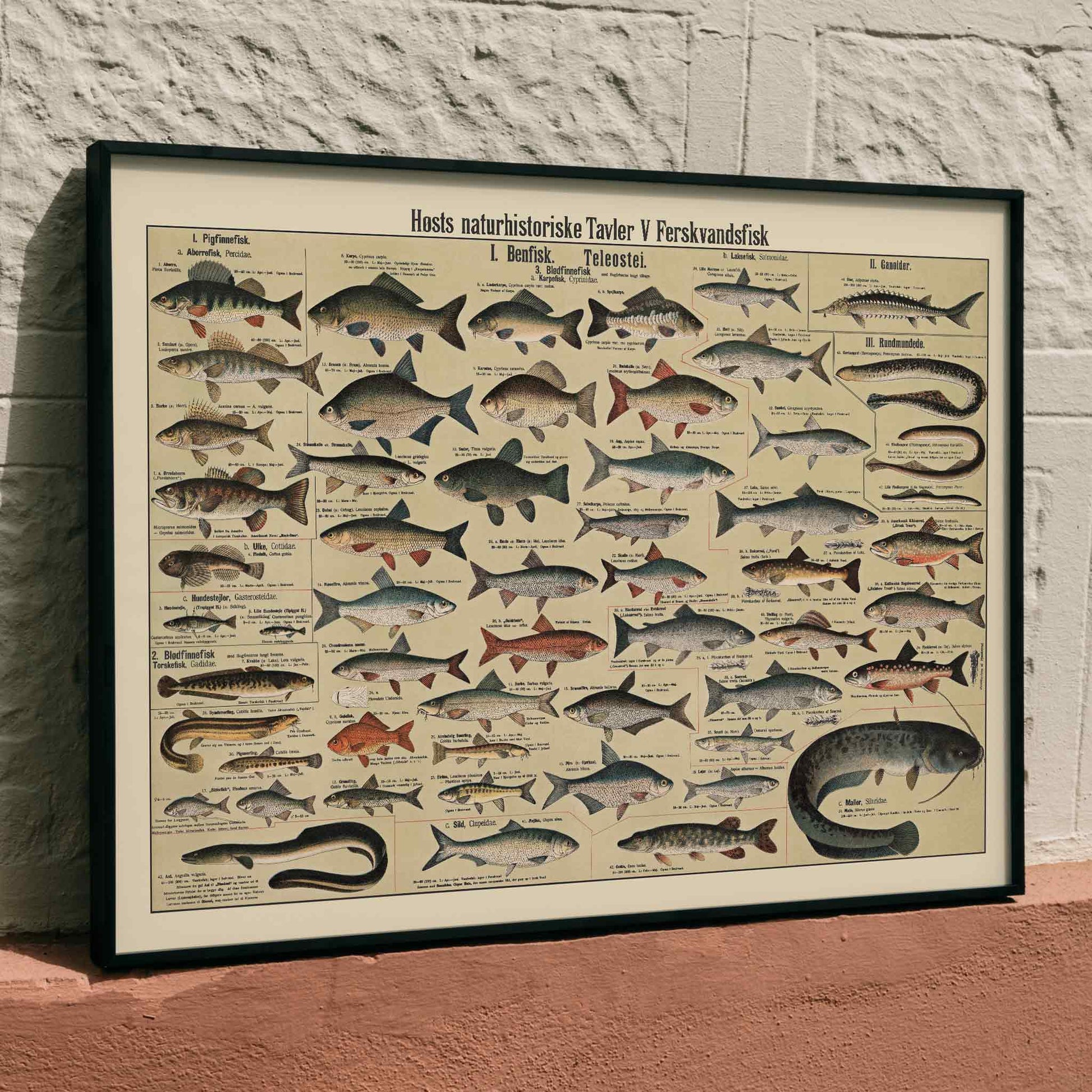 Dr. W. Raschke freshwater fish chart poster with detailed scientific freshwater species in vintage beige, grey, blue and brown tones, framed and displayed in modern living room decor