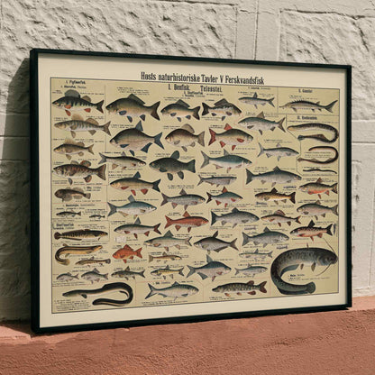 Dr. W. Raschke freshwater fish chart poster with detailed scientific freshwater species in vintage beige, grey, blue and brown tones, framed and displayed in modern living room decor