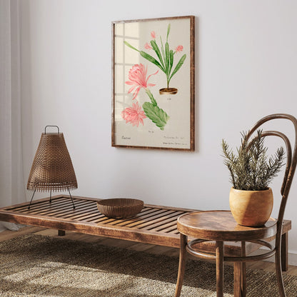 Closeup detail of German empress cactus illustration and poster artwork Phyllocactus by Basel Botan Garten with pink flowers and green leaves