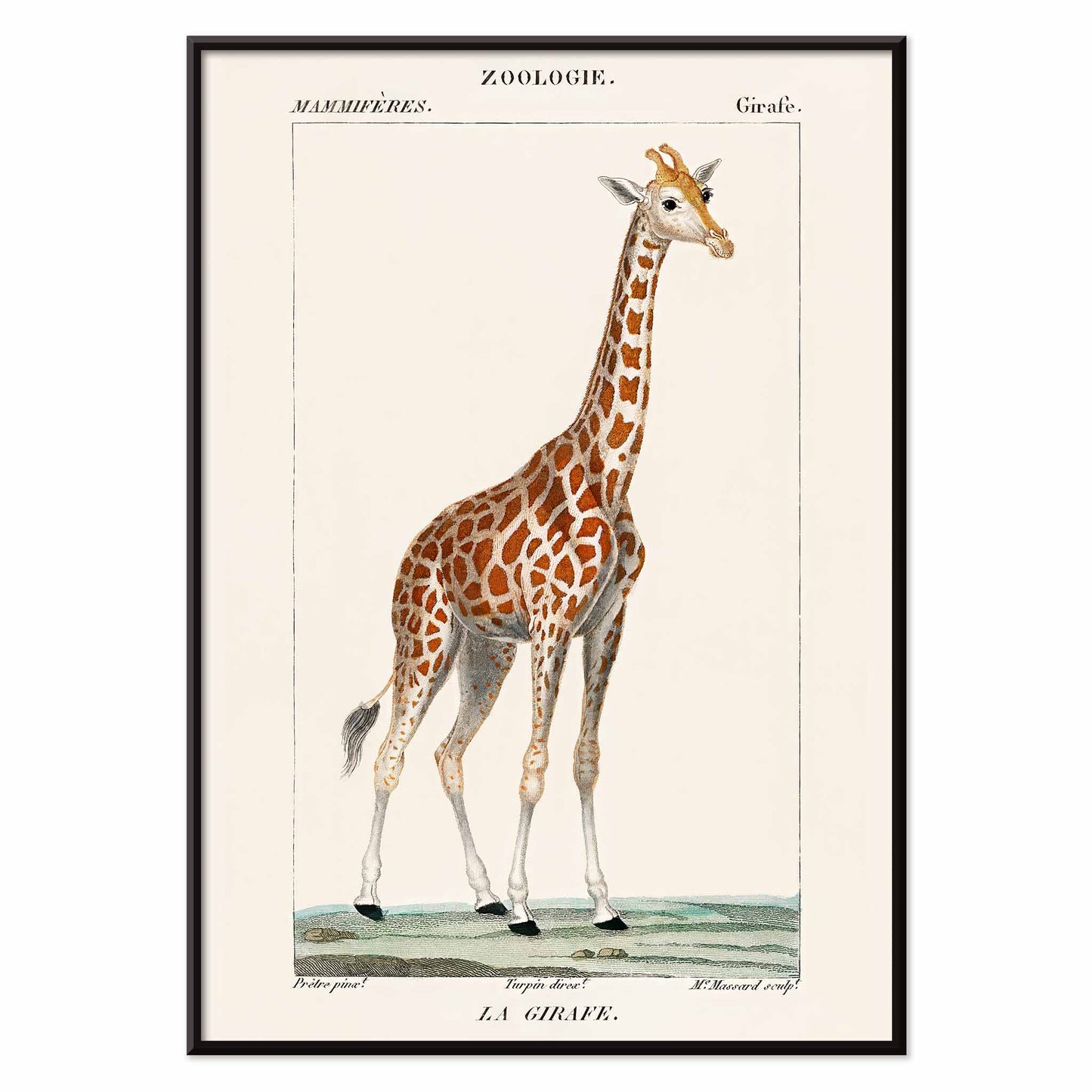 Vintage giraffe illustration by Pierre Jean Francois Turpin from Dictionnaire des Sciences Naturelles showing a giraffe standing on grass artwork La Girafe suitable for natural history decor, with black aluminium frame on white background
