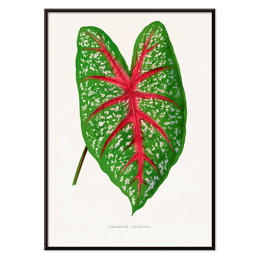 Green Caladium Chantini poster from Les Plantes a Feuillage Colore illustrated by Benjamin Fawsett showing vibrant green leaf with red veins, with black aluminium frame on white background
