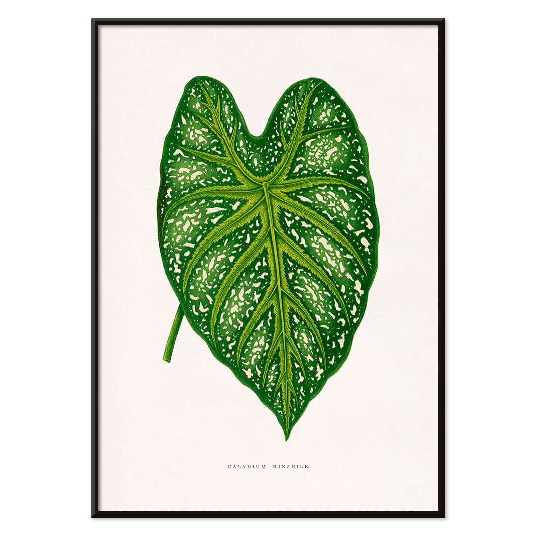 Green Caladium Mirabile botanical illustration poster by Benjamin Fawsett from Les Plantes a Feuillage Colore, with black aluminium frame on white background