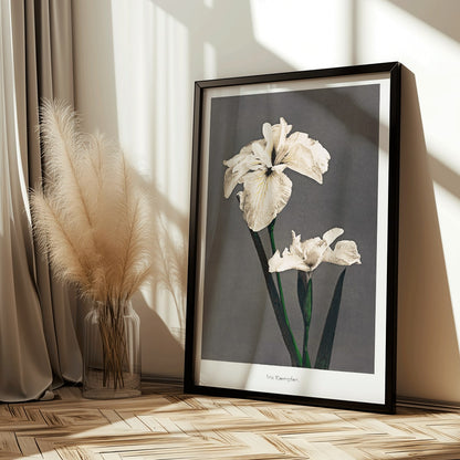 Iris Kaempferi white irises hand colored collotype art by Kazumasa Ogawa from Some Japanese Flowers poster with delicate details, framed and displayed in home decor
