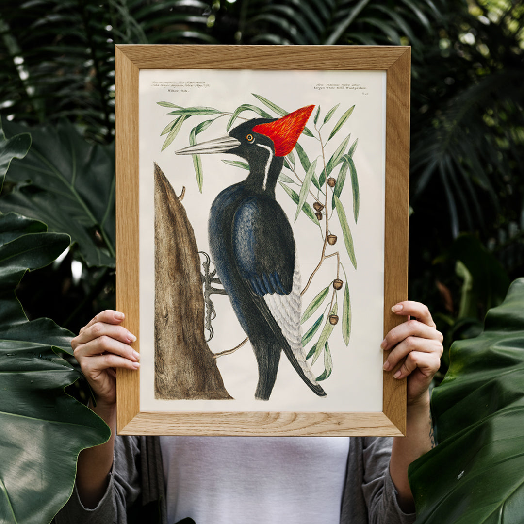 , framed and displayed in home decor