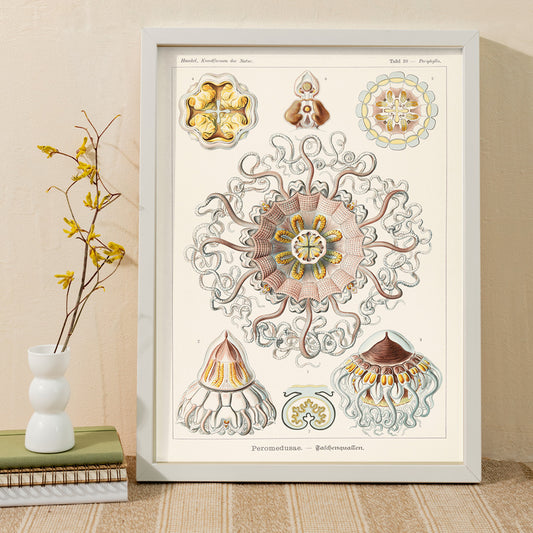 Scientific illustration poster of Peromedusae jellyfish marine life by Ernst Haeckel with intricate artistic and scientific detail, framed and displayed in home decor