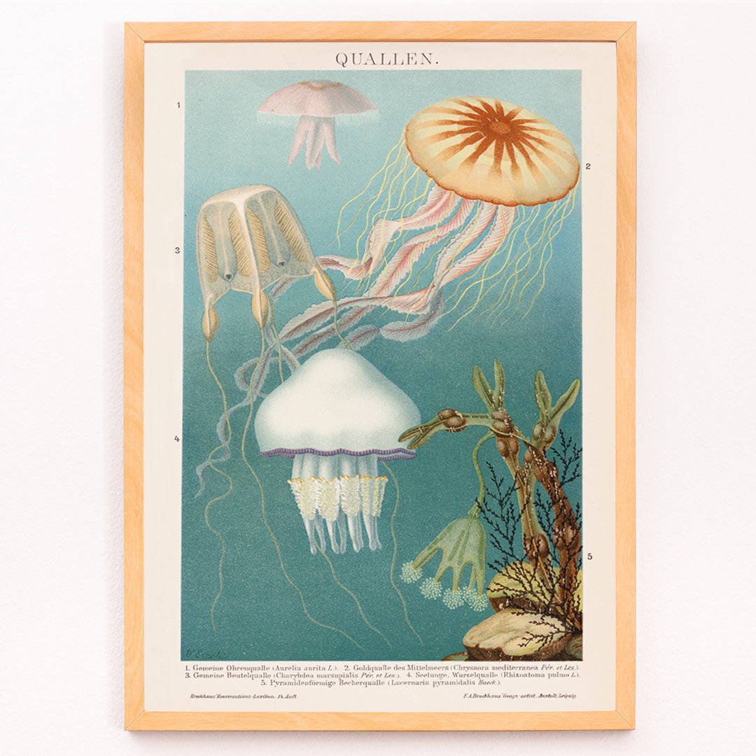 Closeup detail of Colorful jellyfish illustration and poster in aquatic surroundings marine life artwork titled Jellyfish by The Institute of Liepzig
