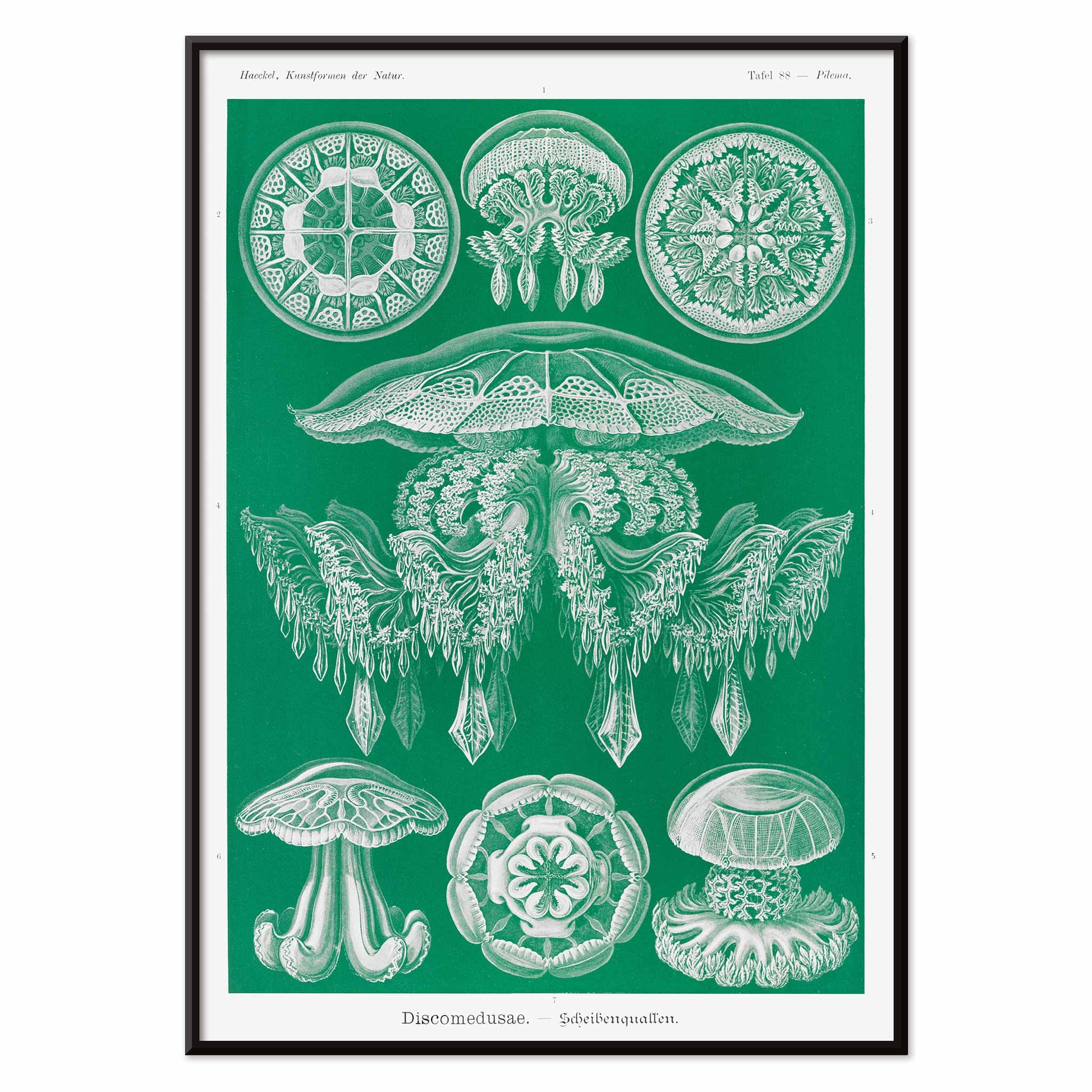 Detailed jellyfish illustrations Discomedusae Scheibenquallen by Ernst Haeckel wall art poster Kunstformen der Natur decor, with black aluminium frame on white background