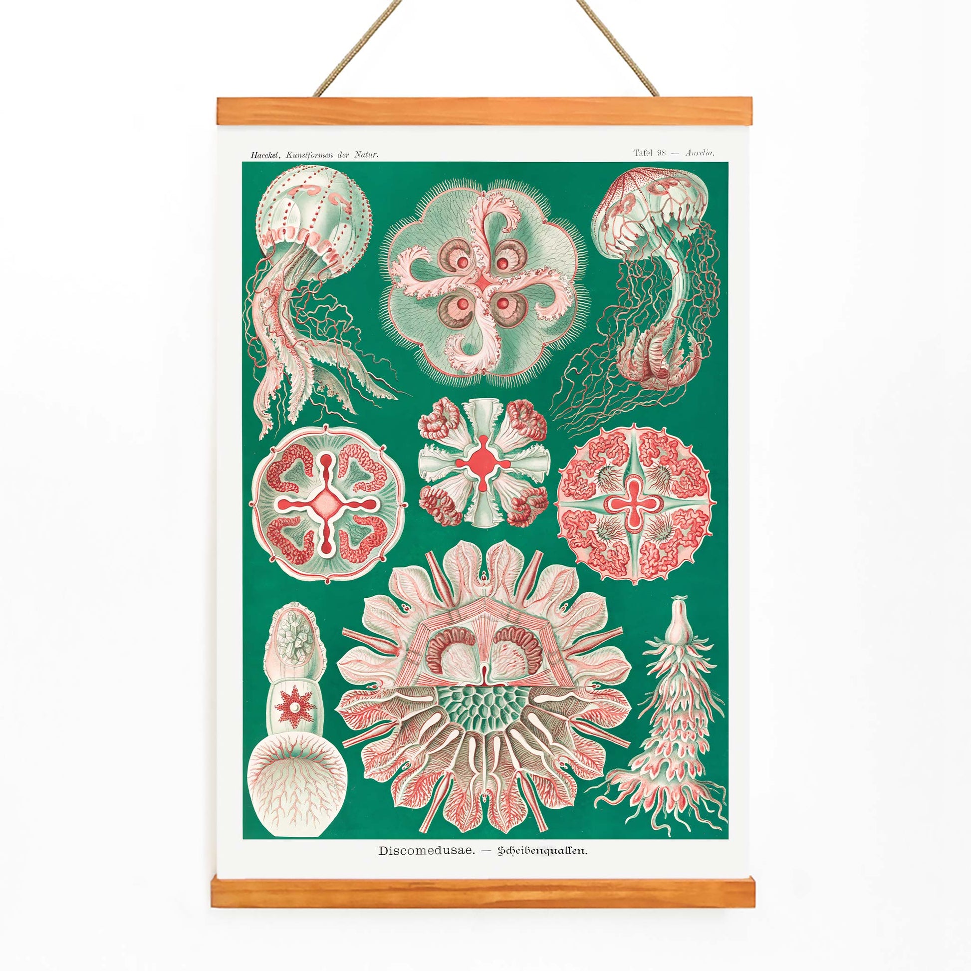 Colorful jellyfish and marine life illustration and poster featuring Discomedusae Schweibenquallen by Ernst Haeckel Kunstformen der Natur, with wooden magnetic frame on white background