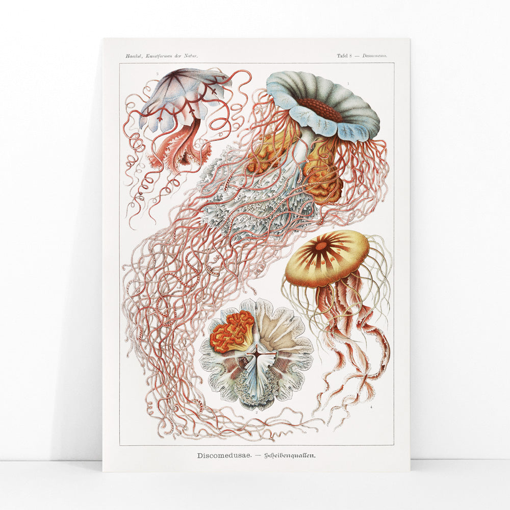 Colorful poster illustration of Discomedusae jellyfish marine life by Ernst Haeckel with intricate details and flowing tentacles, framed and displayed in modern living room decor