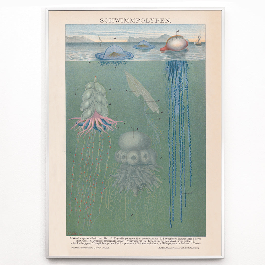 Closeup detail of Scientific illustration and poster of marine polyps and jellyfish titled Swimming Polyps by The Institute Of Liepzig wall decor