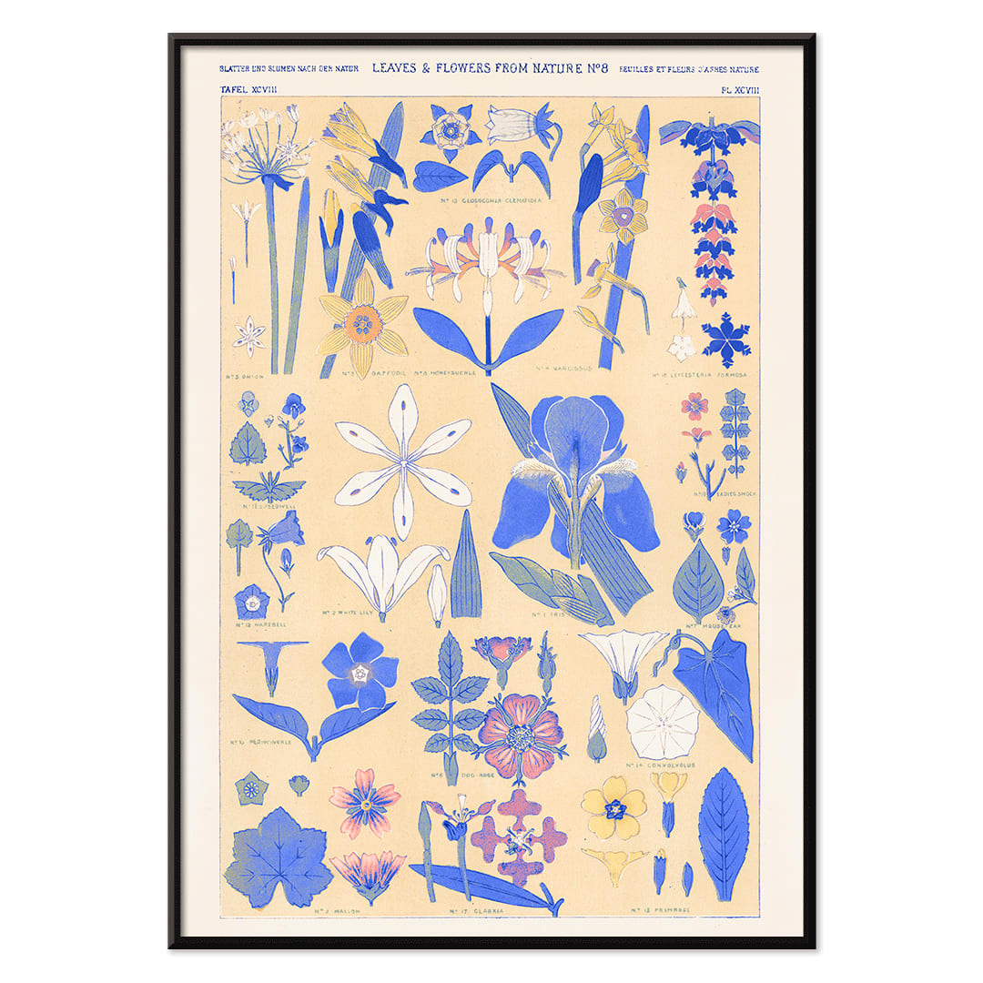 Blue set of leaves and flowers by Owen Jones botanical illustration poster featuring blue and yellow flowers and leaves, with black aluminium frame on white background