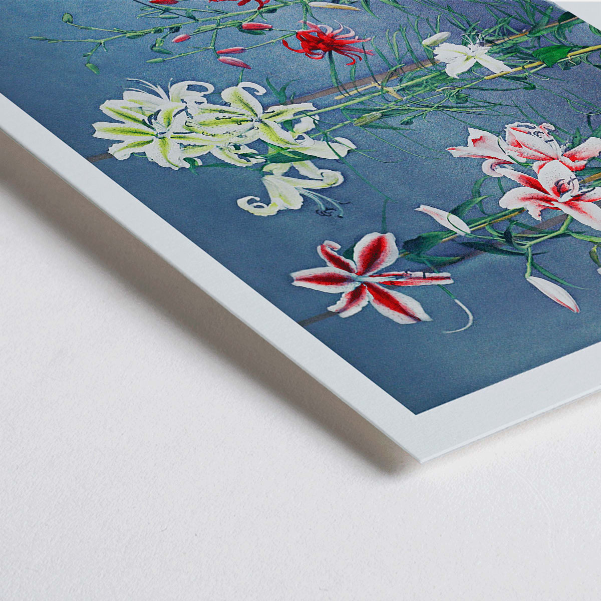 Closeup detail of Colorful lilies on blue background hand-colored collotype and vibrant lily poster by Kazumasa Ogawa from Some Japanese Flowers