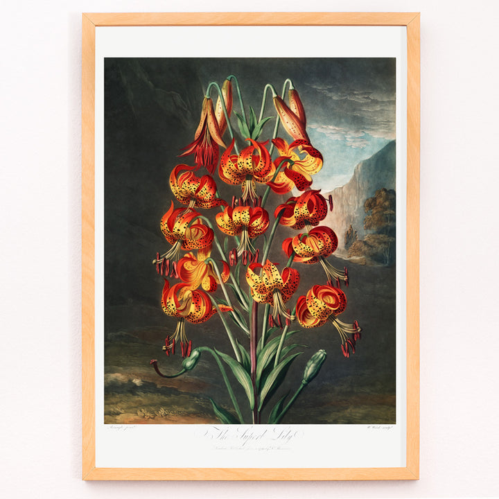 Closeup detail of Vibrant illustration and poster of red orange and yellow lilies The Superb Lily by Robert John Thornton botanical artwork in a natural landscape