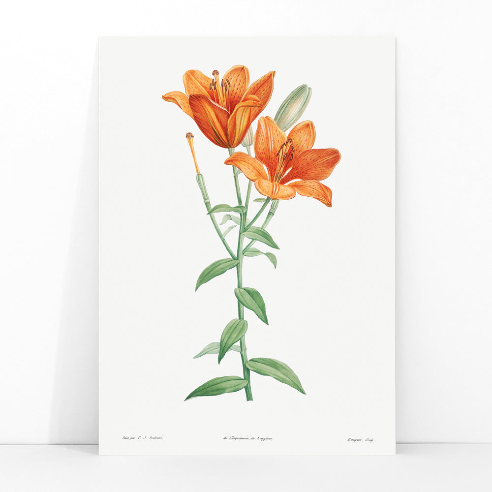 Orange bulbous lily botanical illustration poster from La botanique de J J Rousseau by Pierre Joseph Redoute, framed and displayed in modern living room decor