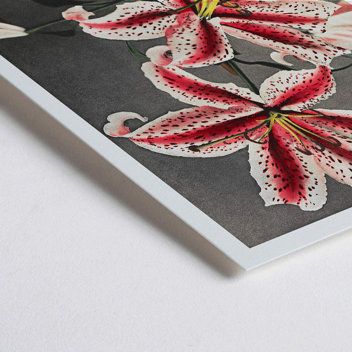 Closeup detail of Hand colored collotype of lily flowers by Kazumasa Ogawa from Some Japanese Flowers poster