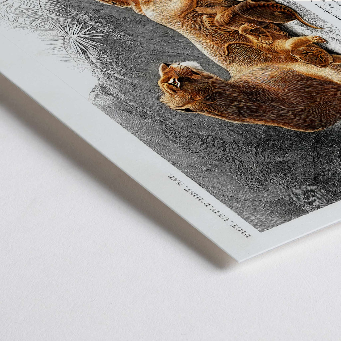 Closeup detail of Female lion with cubs in natural landscape illustration by Charles Dessalines D Orbigny wildlife artwork poster