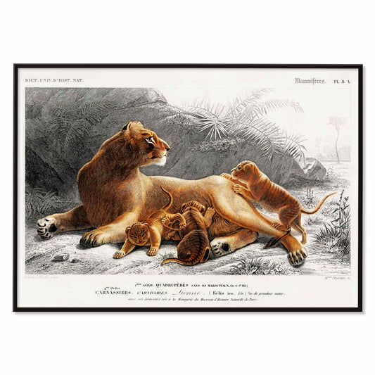 Female lion with cubs in natural landscape illustration by Charles Dessalines D Orbigny wildlife artwork poster, with black aluminium frame on white background