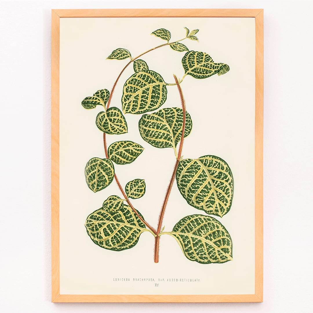 Botanical illustration poster of Lonicera Brachypoda by Shirley Hibberd featuring green and yellow variegated leaves, framed and displayed in modern living room decor