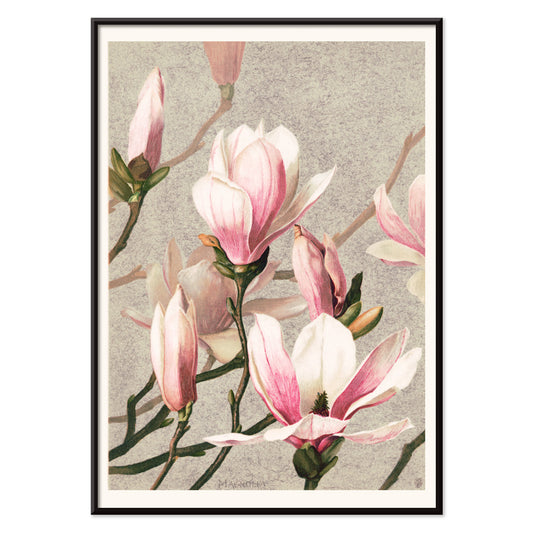 Magnolia flower botanical art print and poster in high resolution by L Prang and Co featuring detailed pink and white magnolia flowers, with black aluminium frame on white background