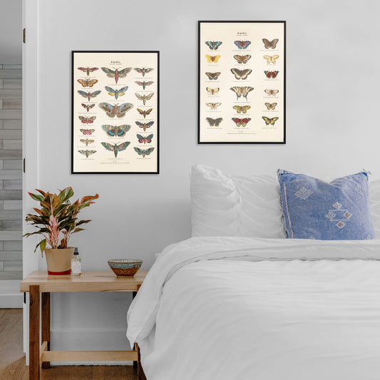 Colorful vintage illustration and detailed poster of night butterfly species by Ernst Frohlich, framed and displayed in home decor